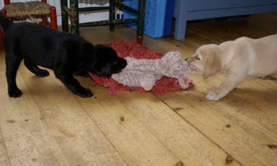 Foto bij Puppy Rituals...