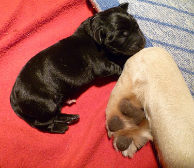 Foto bij Papkindjes