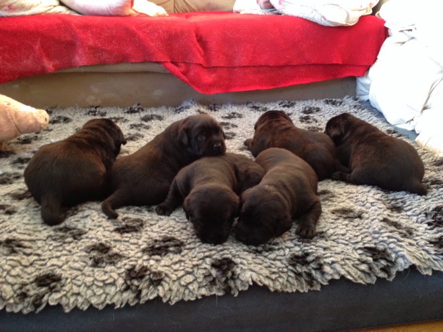 Foto bij Pupdate