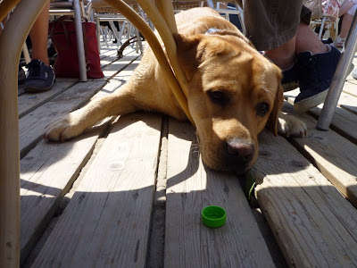 Foto bij Jaarlijkse Stranddag