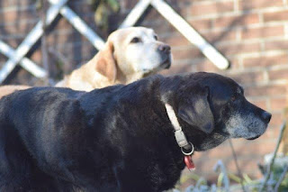 Foto bij Old Friends