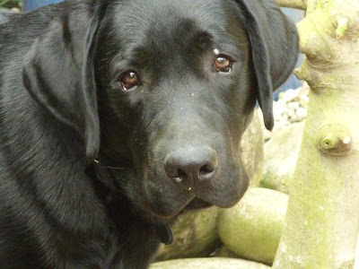 Foto bij C-nest van Janet en Sailor 1 jaar!