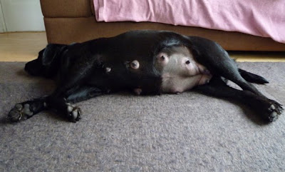 Foto bij Pakketje