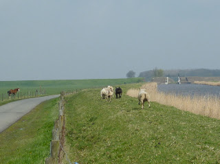 Foto bij Hongerige Wolf