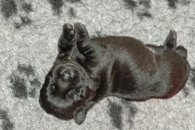 Foto bij Gezoogd en gebotteld