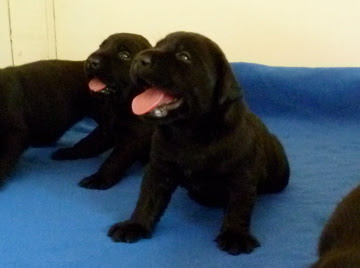 Foto bij Papkindjes