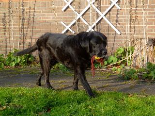 Foto bij Ollie: 12 Jaar en nog steeds een beetje pup
