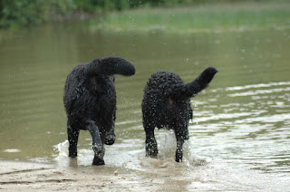 Foto bij Haa-Twee-Oo (H2O)