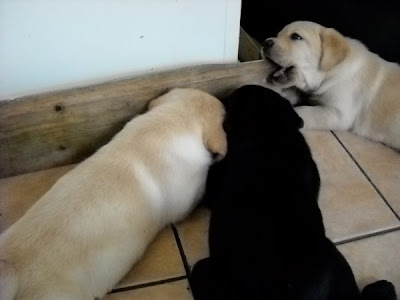Foto bij Puppy investigations
