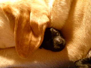 Foto bij Als warme broodjes: Baguette's H-nest is geboren!