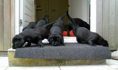 Foto bij Tuinkabouters