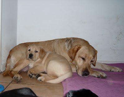 Foto bij Puppy Rituals...