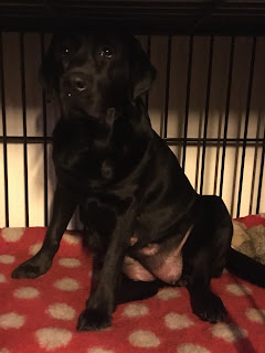 Foto bij Sophie pakt uit!