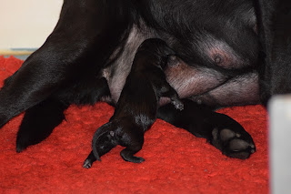 Foto bij Wishstone's Baby Boom!