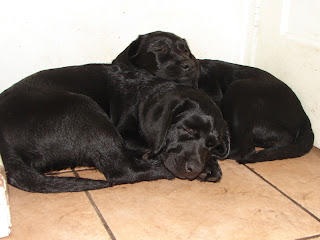 Foto bij Of blogs and dogsz