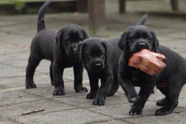 Foto bij It's all about the BONE!