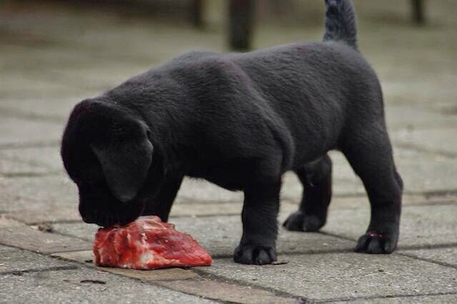 Foto bij It's all about the BONE!
