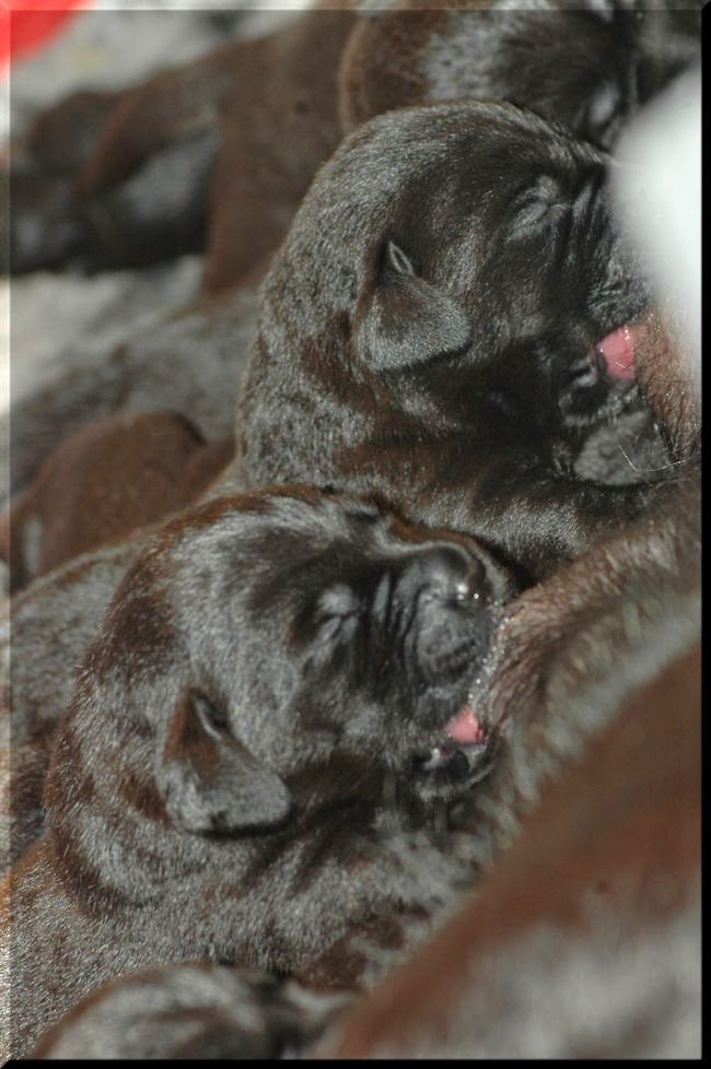 Foto bij Bibi's Babes