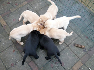 Foto bij A bouncy bunch!