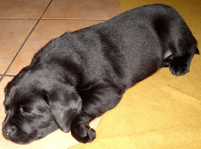 Foto bij Puppy investigations