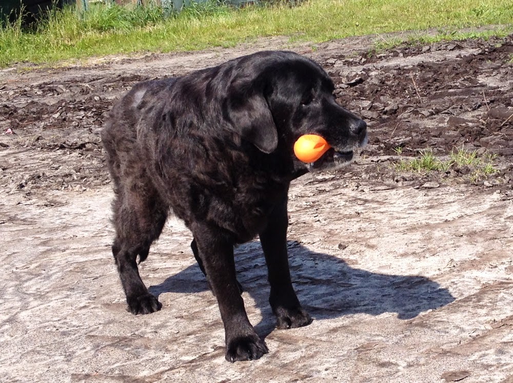 Foto bij Ollie 27 november 2000 - 30 mei 2014