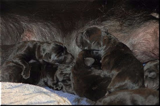 Foto bij Bisou omhelst het moederschap