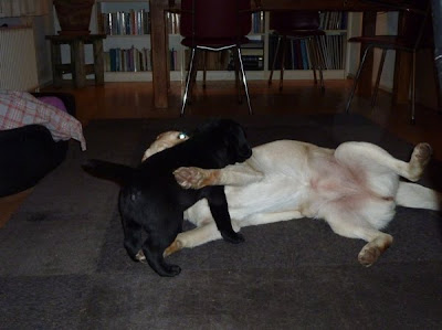 Foto bij Meet Rosie's gang