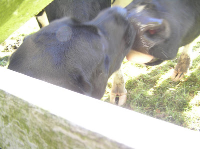 Foto bij C-nest van Janet en Sailor 1 jaar!