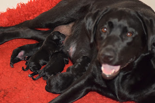 Foto bij Wishstone's Baby Boom!