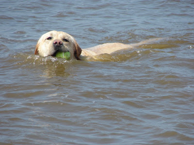 Foto bij Jaarlijkse Stranddag
