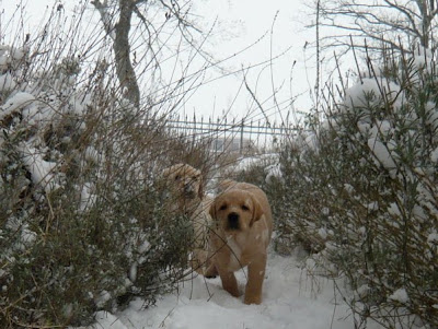 Foto bij Let is snow let it snow let it snowww!