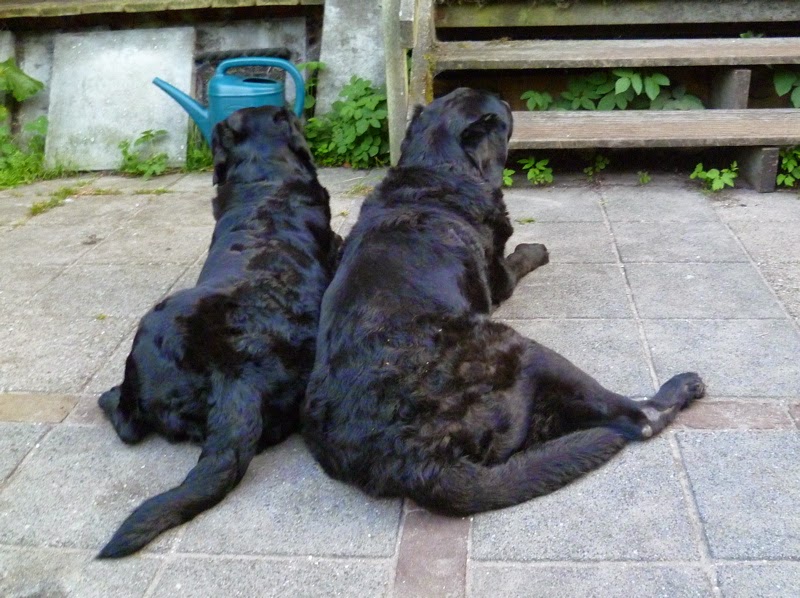 Foto bij Ollie 27 november 2000 - 30 mei 2014