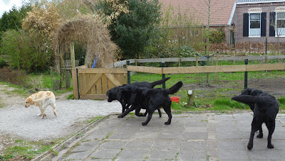 Foto bij Lentekriebels