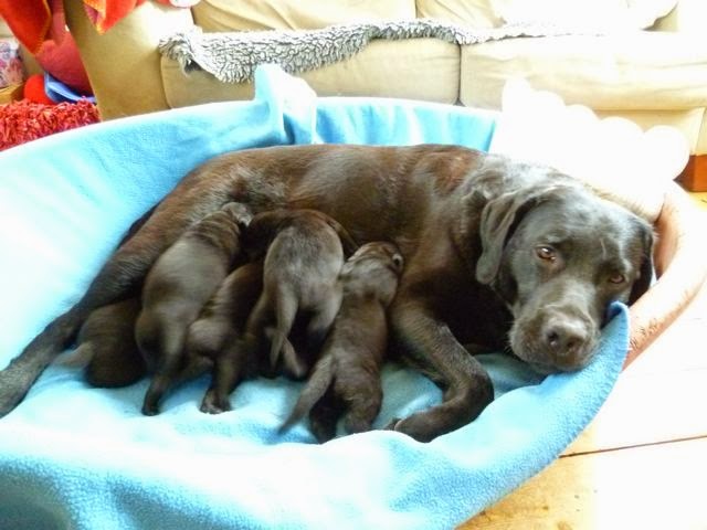 Foto bij De eerste weken van Bieb's L-nest