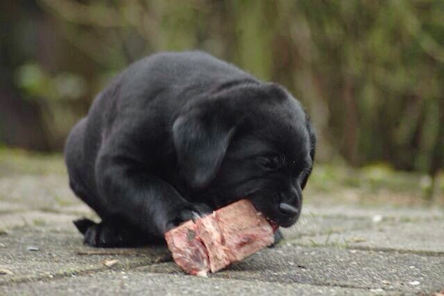 Foto bij It's all about the BONE!