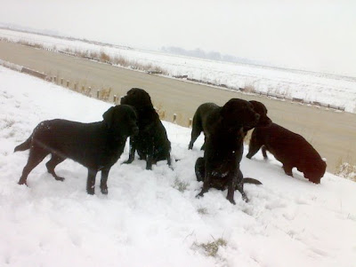 Foto bij Let is snow let it snow let it snowww!