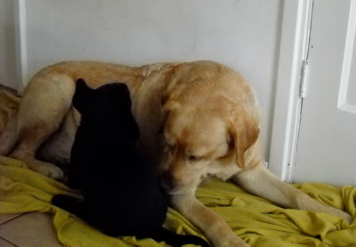 Foto bij Puppy investigations