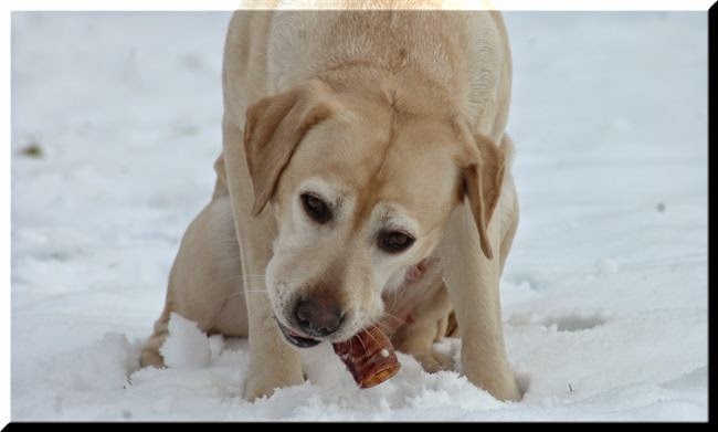 Foto bij Let it SNOW!