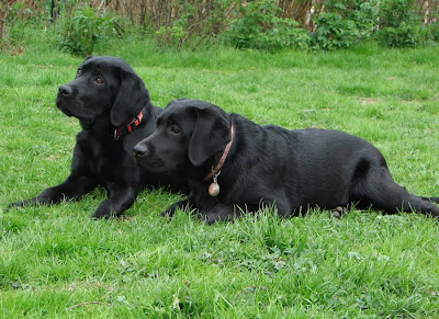 Foto bij Rosie's waterhappers