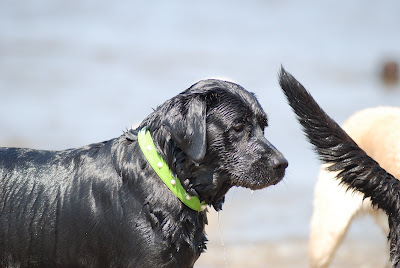 Foto bij Jaarlijkse Stranddag