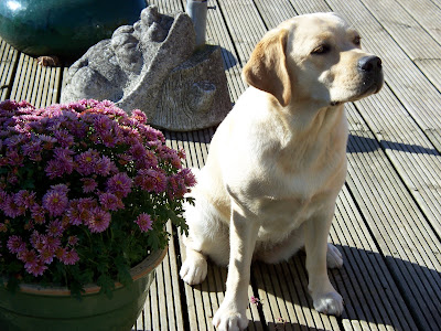 Foto bij Eerste Wishstones 1 jaar!