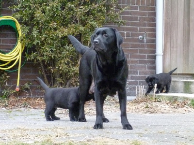 Foto bij Tuinkabouters