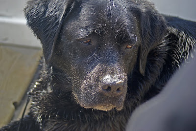 Foto bij Jaarlijkse Stranddag