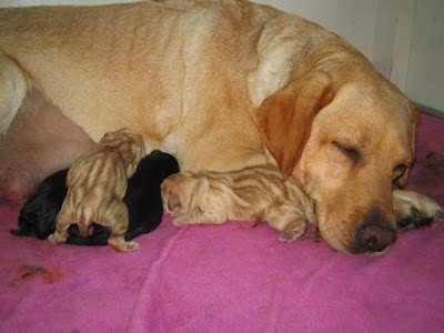 Foto bij JanetSailor-blend 2 jaar!