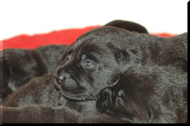 Foto bij De eerste weken van Bieb's L-nest