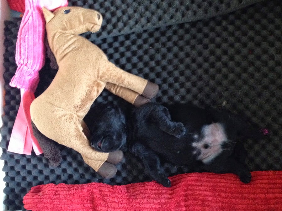 Foto bij Pupdate