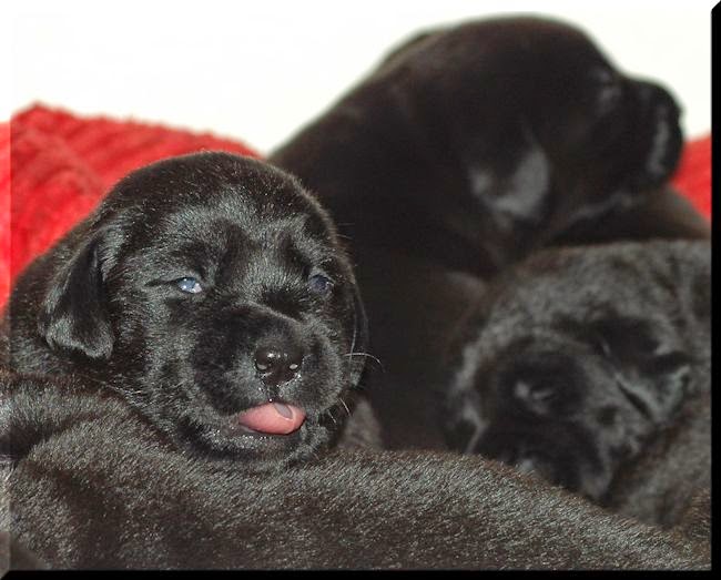 Foto bij De eerste weken van Bieb's L-nest
