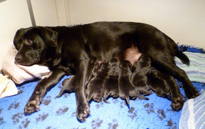 Foto bij Rosie' F-nest