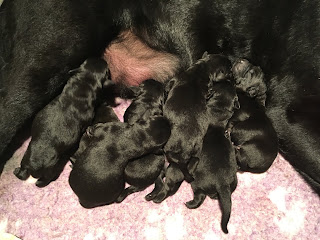 Foto bij Sophie pakt uit!