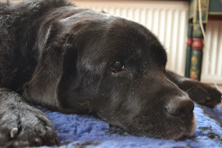 Foto bij Ollie 13 jaar!